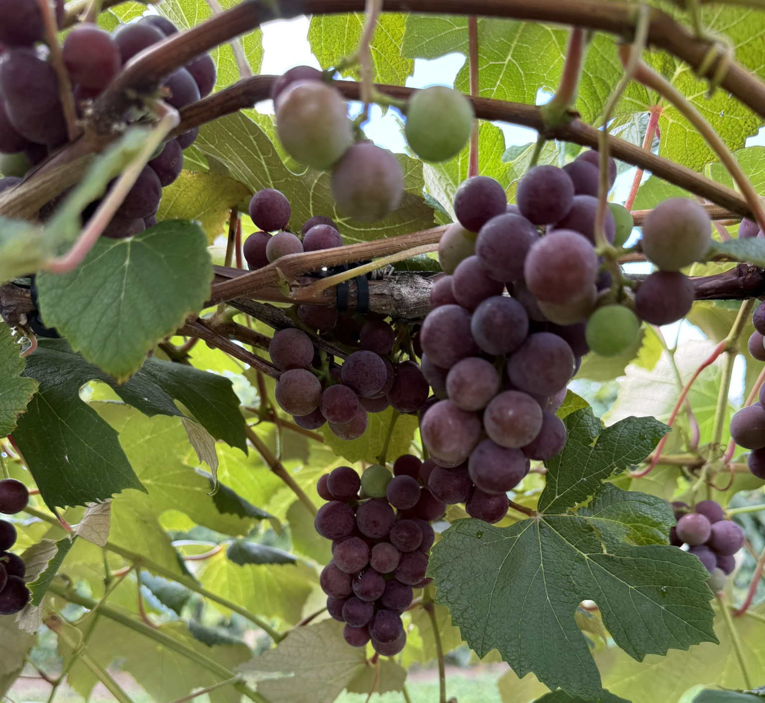 Concord grapes at veraison hanging from a vine.